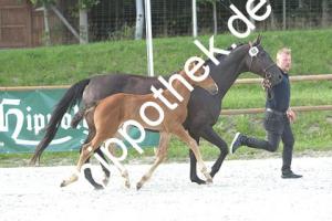 2020-07-18: v.Balou Peggio ad Malwinja  bei Fohlenchampionat  in Groß Viegeln