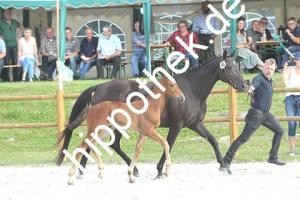 2020-07-18: v.Balou Peggio ad Malwinja  bei Fohlenchampionat  in Groß Viegeln