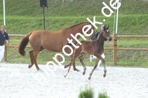 2020-07-18: Ganymed F  bei Fohlenchampionat  in Groß Viegeln