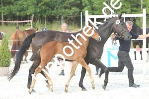2020-07-18: v.Balou Peggio ad Malwinja  bei Fohlenchampionat  in Groß Viegeln