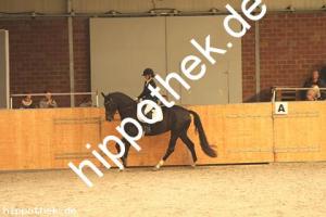 2020-10-10: Daytona Beach  bei Dressur in Güstrow Cavallo Arena