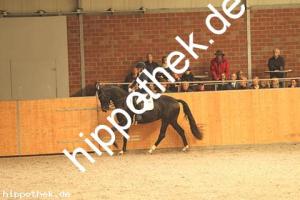 2020-10-10: Daytona Beach  bei Dressur in Güstrow Cavallo Arena