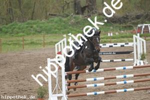 2021-05-01: Dimara  bei Springpferde in Spoitgendorf