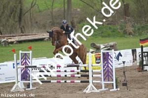 2021-05-01: Dorian Grey  bei Springpferde in Spoitgendorf