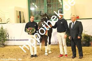 2022-12-10: v.Viva Gold ad Basic  bei Körung  in Redefin