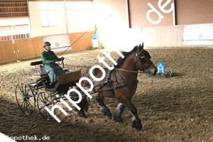 2023-03-25: Hochadel  bei Hengstpräsentation PKS in Plaaz