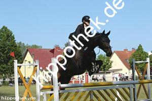 2023-05-28: Quintara  bei Reitturnier in Elmenhorst
