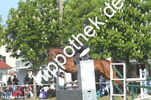 2023-05-28: Vesta  bei Reitturnier in Elmenhorst