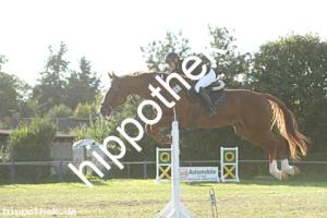 2023-09-24: Chaccolisto  bei Reitturnier in Malchow