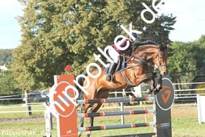 2023-09-24: Hell Boy van de Zuuthoeve  bei Reitturnier in Malchow