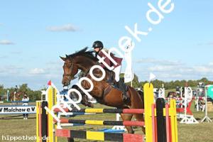 2023-09-24: Hell Boy van de Zuuthoeve  bei Reitturnier in Malchow