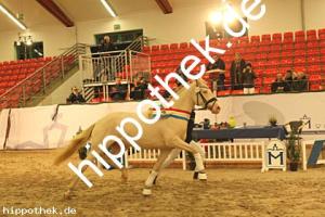2023-12-07: Firstclass Valentino  bei Körung PKS in Redefin
