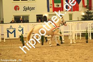 2023-12-07: Firstclass Valentino  bei Körung PKS in Redefin