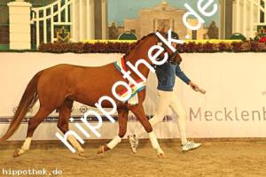 2023-12-07: DSP Cosmo Royale ad FS Golden Moonlight  bei Körung PKS in Redefin