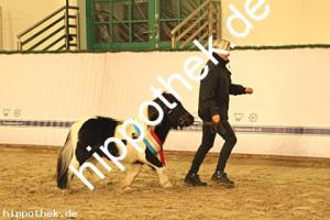 2023-12-07: Pepino vom Jägerkrug  bei Körung PKS in Redefin