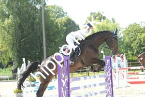 2024-06-26: Call me Calisto M  bei Reitturnier in Neu Benthen