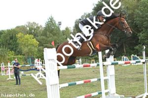 2024-09-01: Miss Killy  bei Reitturnier in Güstrow