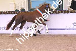 2024-12-07: v.Debutant PS ad Totilas  bei Körung Reitpferde in Redefin