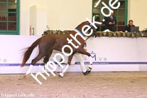 2024-12-07: v.Debutant PS ad Totilas  bei Körung Reitpferde in Redefin