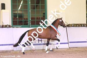 2024-12-07: v.Zoom ad Fürst Nymphenburg  bei Körung Reitpferde in Redefin