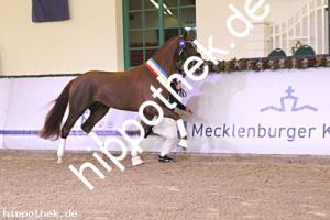 2024-12-07: v.Debutant PS ad Totilas  bei Körung Reitpferde in Redefin
