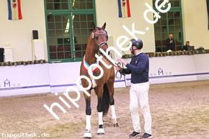 2024-12-07: v.Zoom ad Fürst Nymphenburg  bei Körung Reitpferde in Redefin