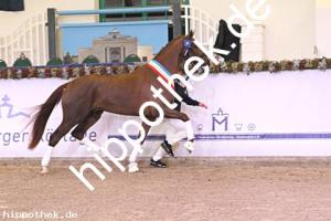 2024-12-07: v.Debutant PS ad Totilas  bei Körung Reitpferde in Redefin