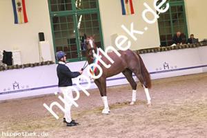 2024-12-07: v.Debutant PS ad Totilas  bei Körung Reitpferde in Redefin