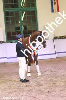 2024-12-07: v.Debutant PS ad Totilas  bei Körung Reitpferde in Redefin