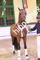 2024-12-07: v.Zoom ad Fürst Nymphenburg  bei Körung Reitpferde in Redefin