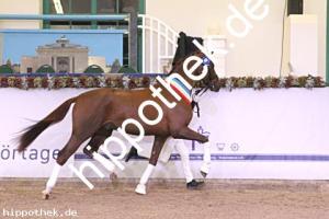 2024-12-07: v.Vitalis ad Top Gear  bei Körung Reitpferde in Redefin