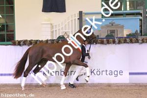 2024-12-07: v.Debutant PS ad Totilas  bei Körung Reitpferde in Redefin