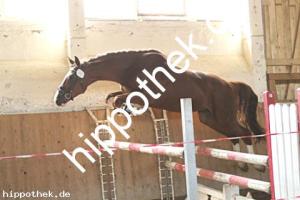 2025-05-08: Vinipuch  bei Leistungsprüfung in Ganschow