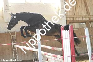 2025-05-08: Kalyana  bei Leistungsprüfung in Ganschow