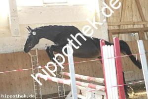 2025-05-08: Kalyana  bei Leistungsprüfung in Ganschow