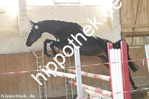 2025-05-08: Kalyana  bei Leistungsprüfung in Ganschow
