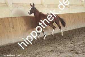 2025-05-08: Vinipuch  bei Leistungsprüfung in Ganschow