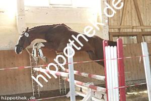 2025-05-08: Ekvadoras  bei Leistungsprüfung in Ganschow