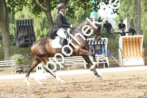 2025-07-20: Falegro  bei Dressurturnier in Blowatz