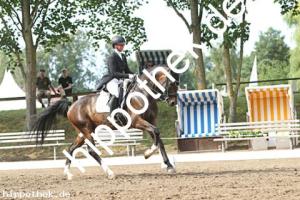 2025-07-20: Falegro  bei Dressurturnier in Blowatz