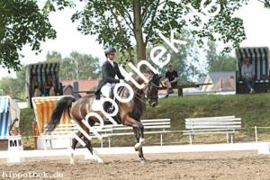 2025-07-20: Falegro  bei Dressurturnier in Blowatz