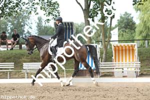 2025-07-20: Falegro  bei Dressurturnier in Blowatz