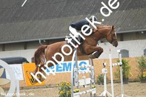 2025-08-03: Messil  bei Reitturnier in Cramon