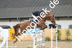 2025-08-03: Messil  bei Reitturnier in Cramon