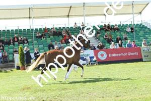 2025-09-12: Reitlands Nonpelou  bei Elitestuten DR + Mecklenburger in Mühlengeez