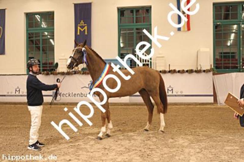 Körung Reitpferde in Redefin