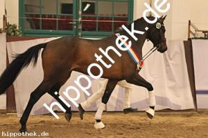 2025-12-06: Conthanos  bei Körung Warmblut in Redefin