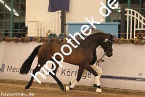 2025-12-06: Conthanos  bei Körung Warmblut in Redefin