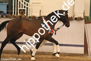 2025-12-06: Conthanos  bei Körung Warmblut in Redefin