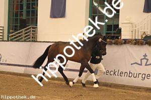 2025-12-06: Conthanos  bei Körung Warmblut in Redefin